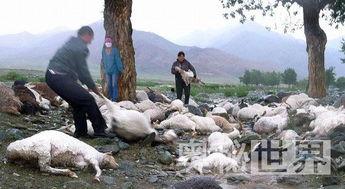 死亡牧场,探寻荒野中的神秘死亡之谜