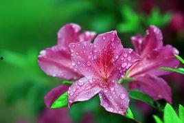 梦里杜鹃花,杜鹃花开的奇幻之旅