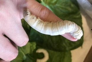 娱乐吃瓜酱蚕宝宝